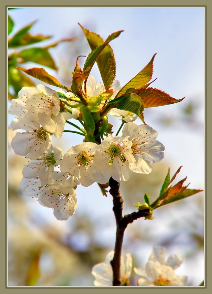 Kirschblüte by Frank Struckat