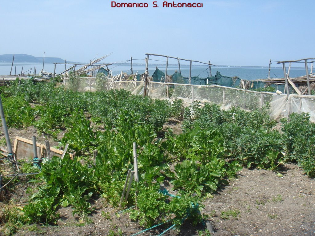 Bagno,Cagnano Varano by Domenico S. Antonacci