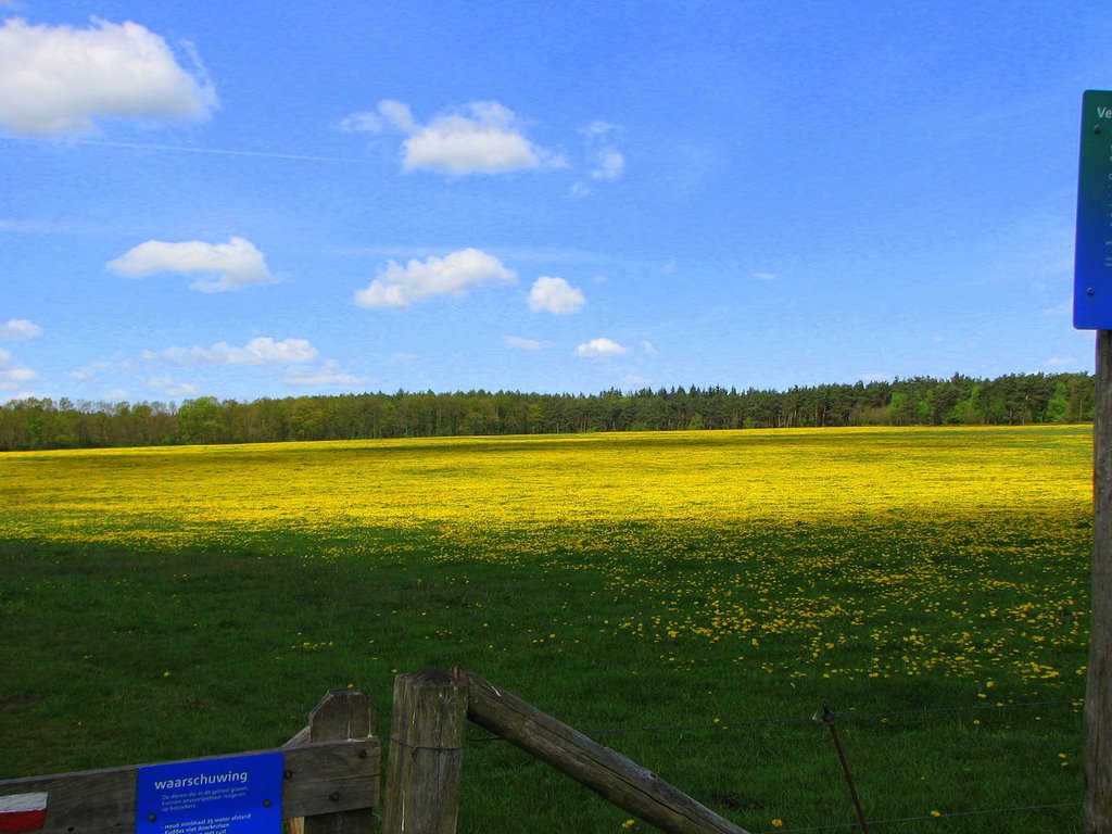 Paardebloemen langs Telefoonweg by Wim Schut