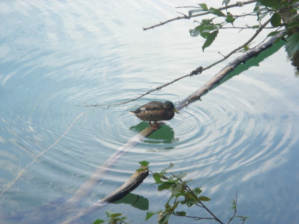 Ente am jaegersee by Kevin Proß