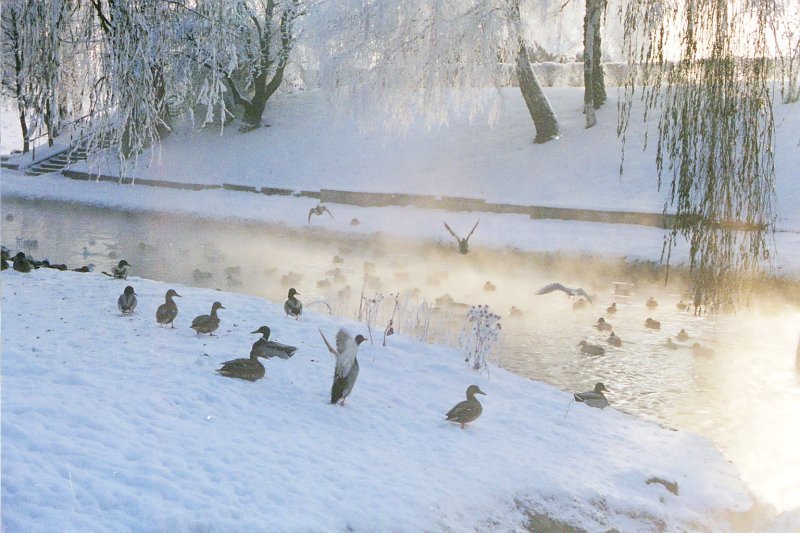 Kaczki zimą by worldexplorer.pl