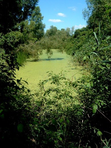 Old irrigation canal on DeLaurier trail, Point Pelee NP by Marc Sylvestre