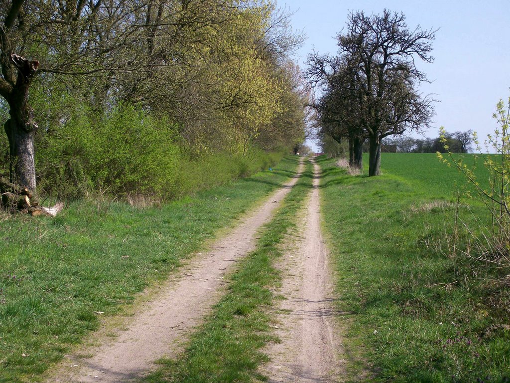 Gölsdorf, Feldweg ins Dorf (Obstbäume) by Klaus Brinkmann