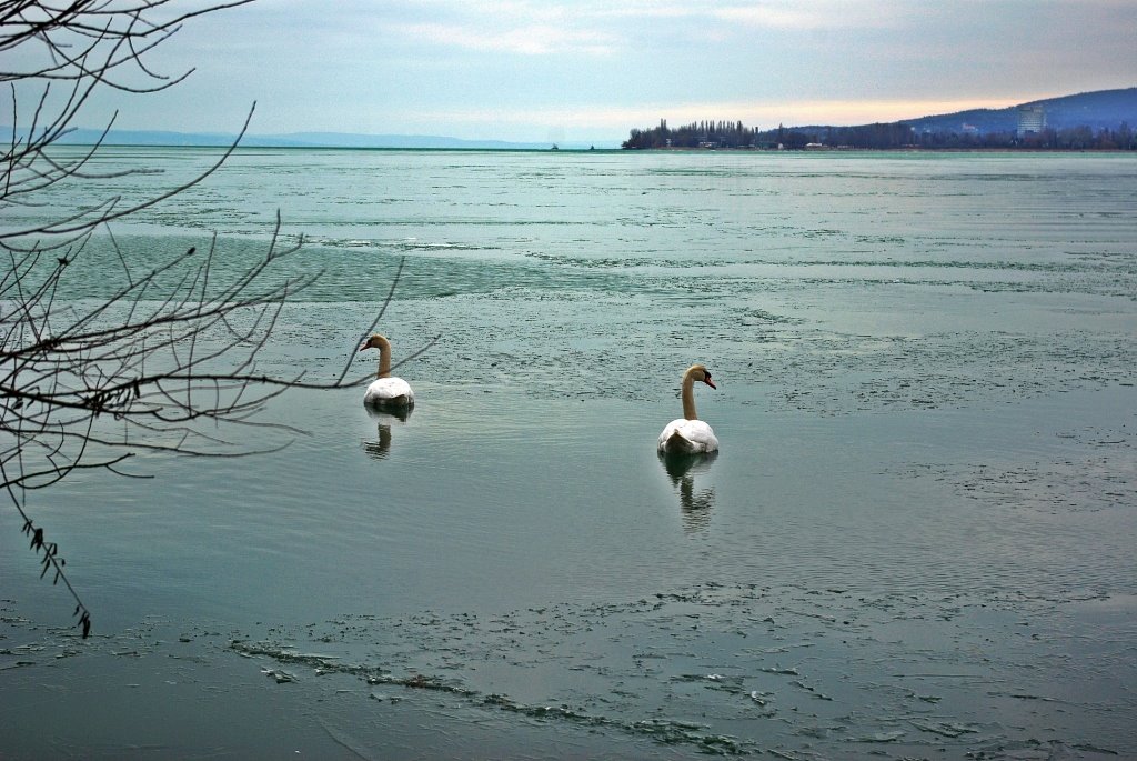 Téli balaton és a hattyúk by laci1015