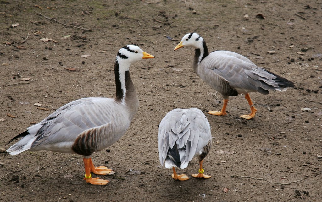 Gänse - Geese by vp2_hmbg-ProPanoramio