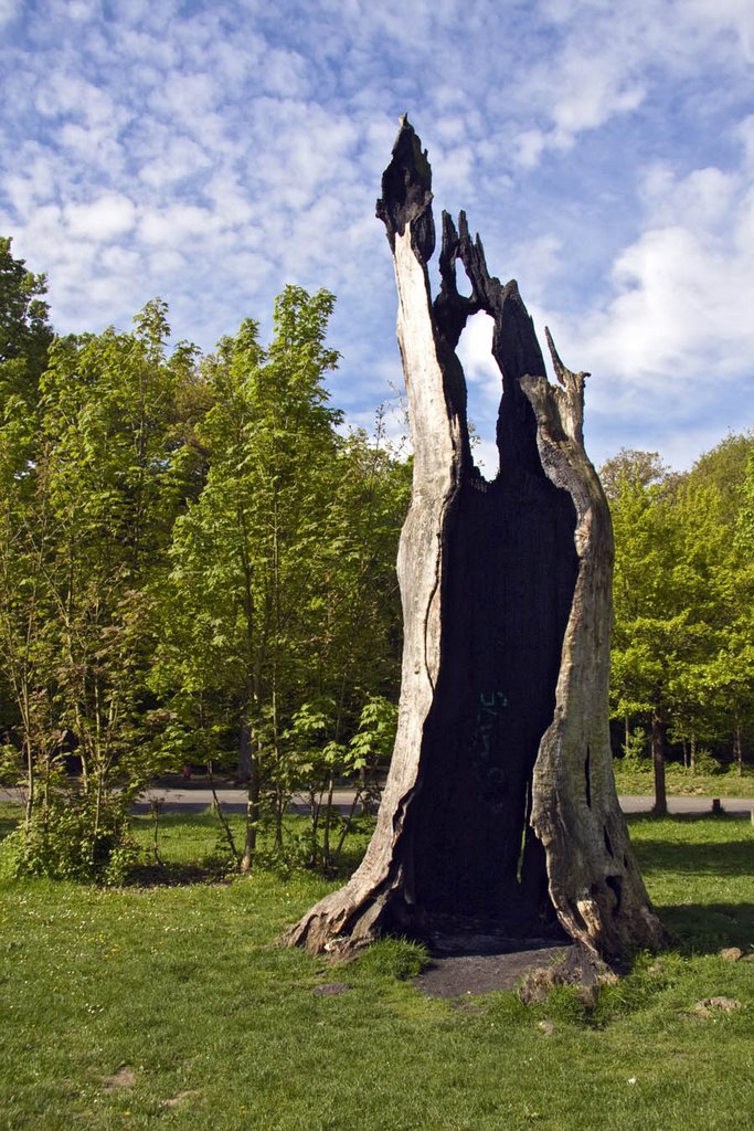 Forêt de Sénart. Chêne d'Antin planté au moyen-âge il y a 650 ans et détruit par la tempête de 2000. by Pierre Dablon