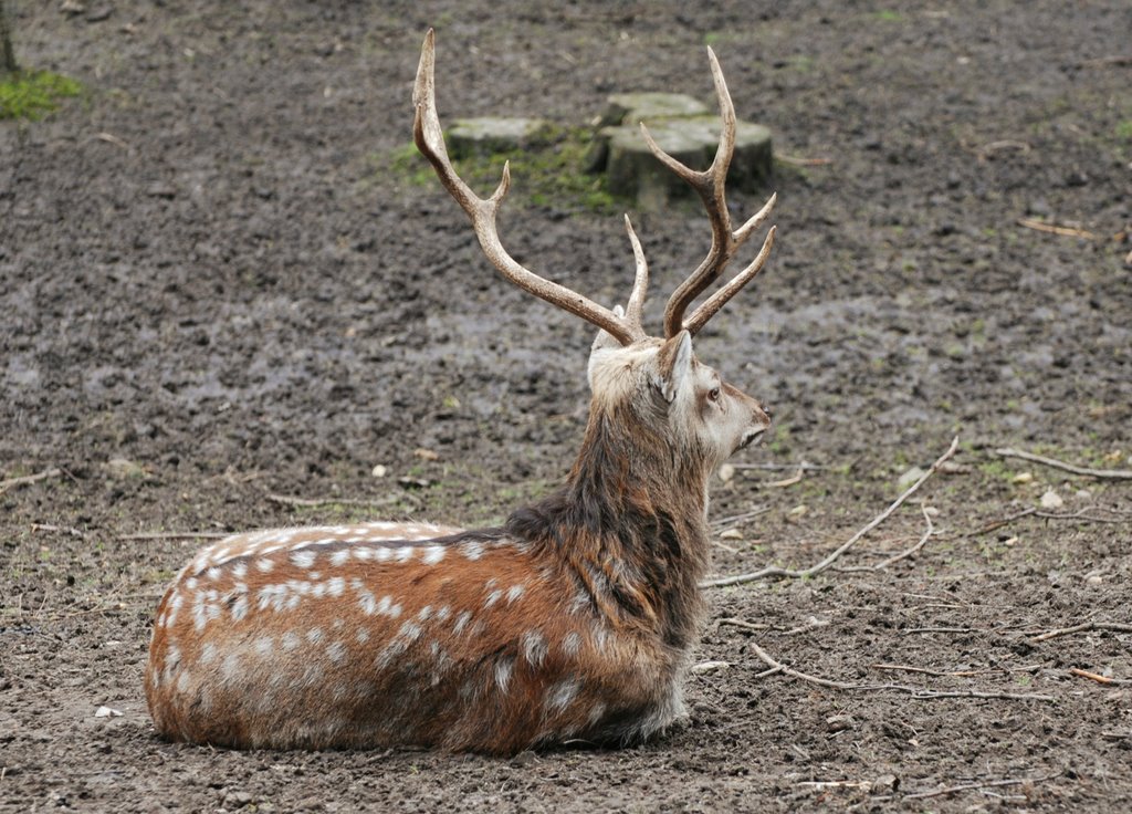 Hirsch - deer by vp2_hmbg-ProPanoramio