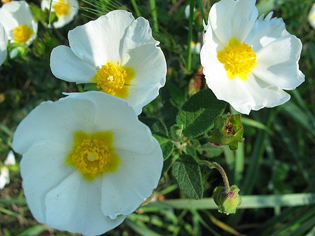 Rosa canina bianca - macro by Bepix (Giuseppe de Giacometti)