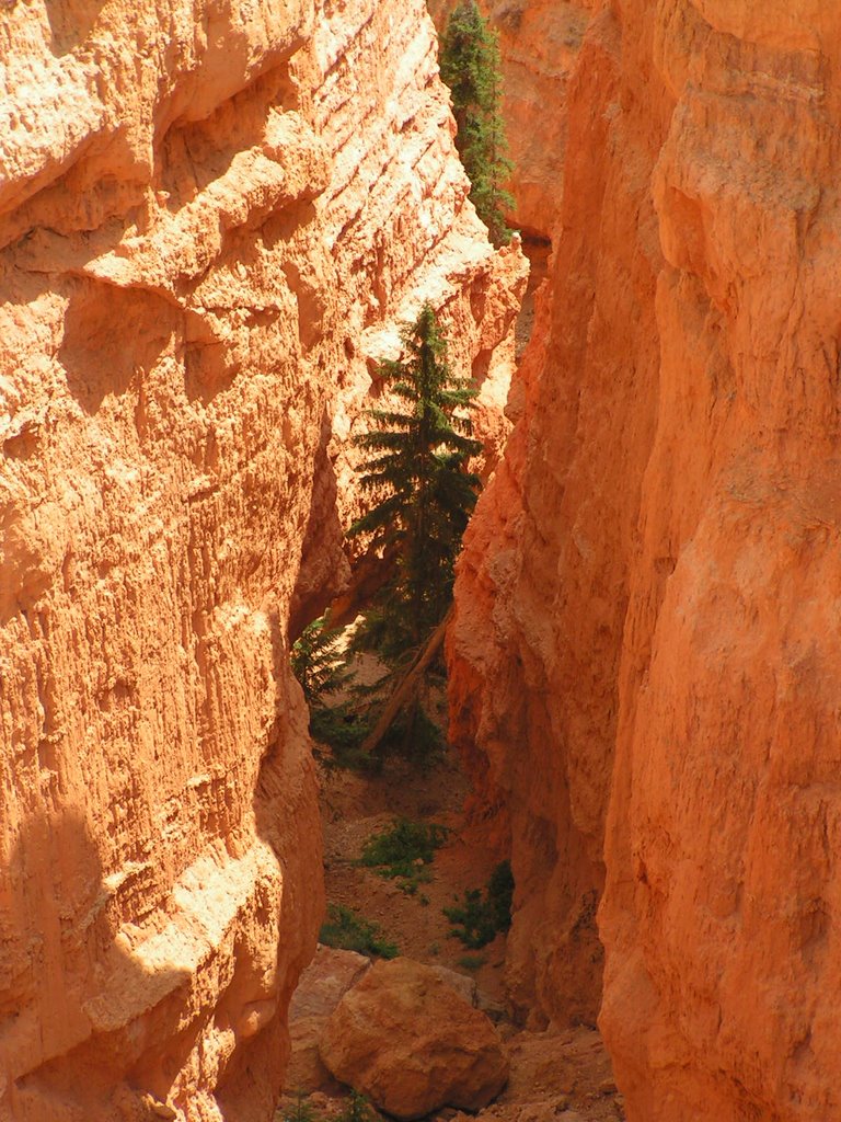 Bryce Canyon UTAH by David Rooney