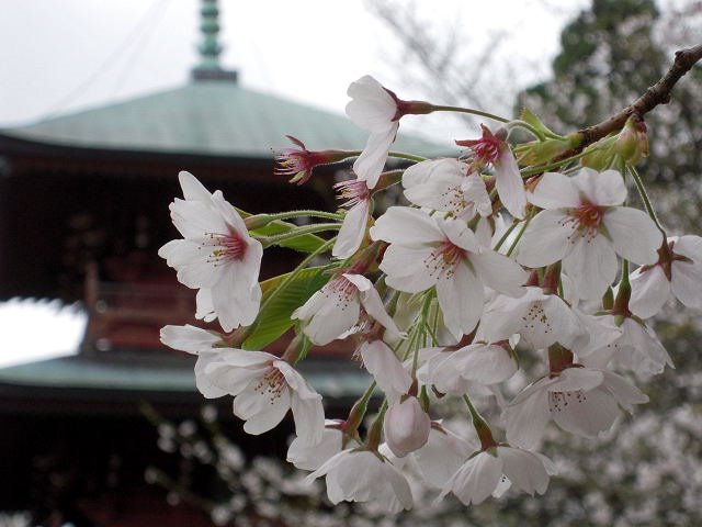 日吉八幡神社の桜 by Hirolin