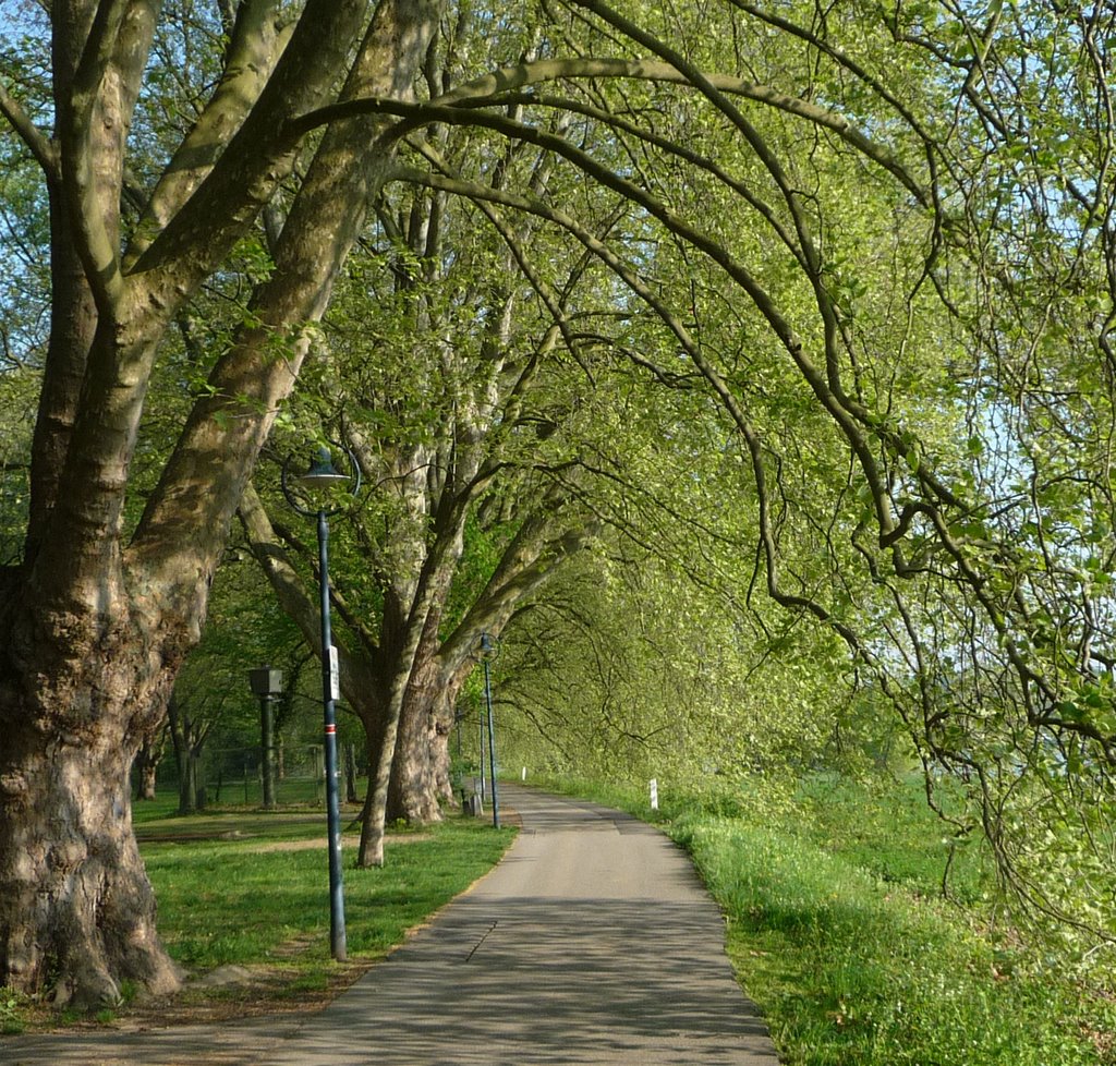 Promenade am Rheinufer by Immanuel Giel