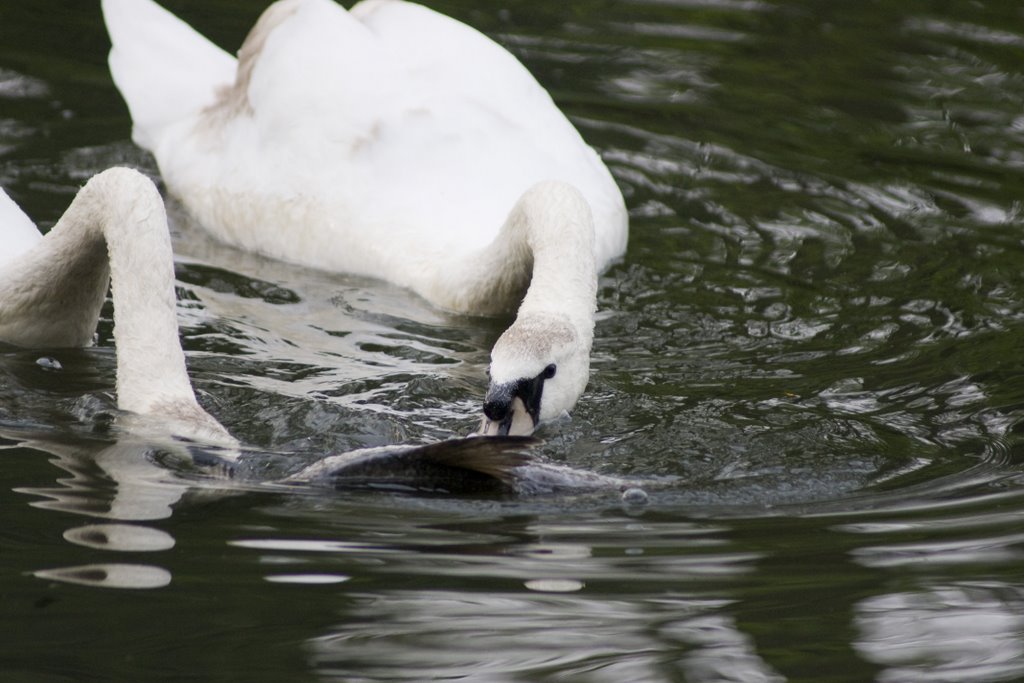 Bloody swans (Łabędź niemy) by sp5fog