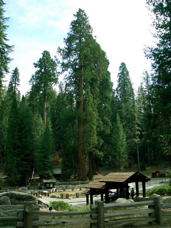 Sentinel Tree, Sequoia NP - California - USA by Sorta Noscia