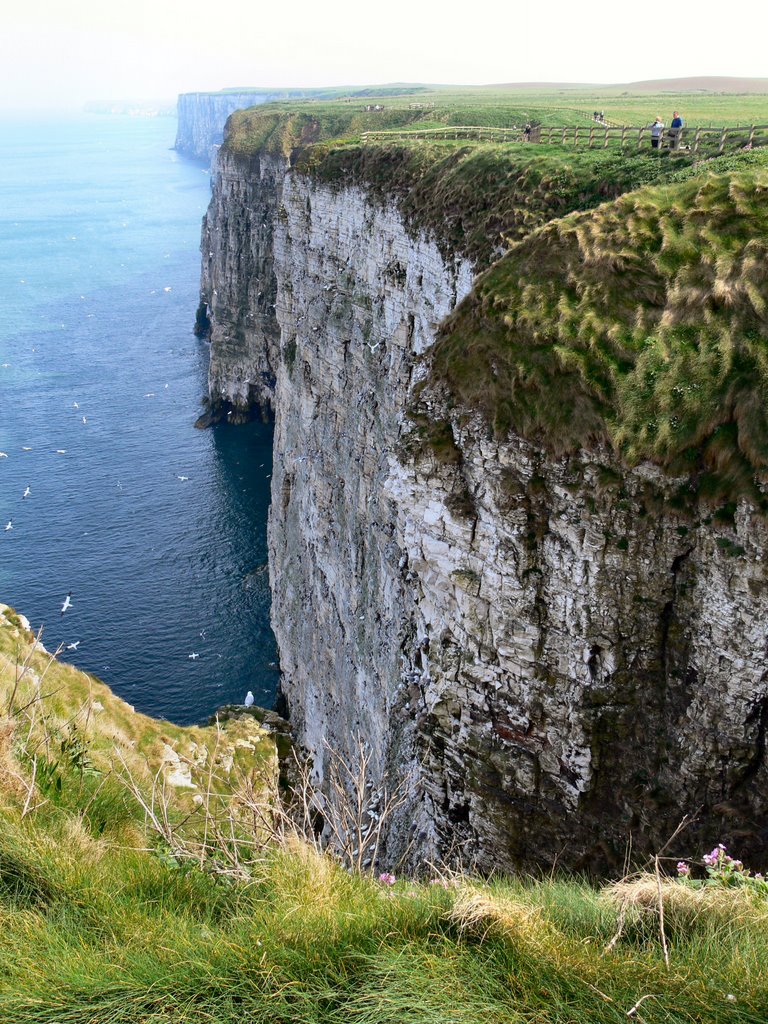 Bempton Cliffs by jeangenie