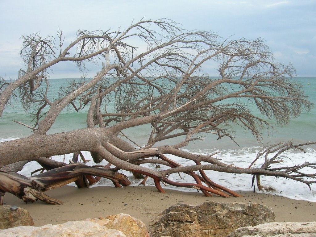 Arbol caido by Pilar Martín