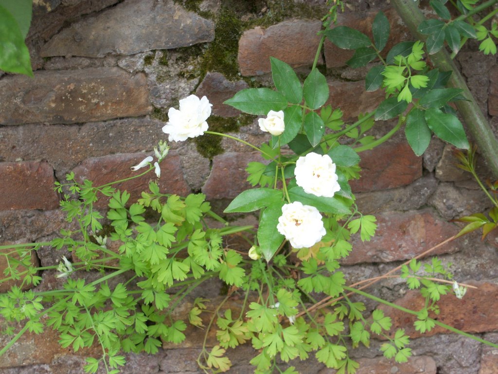 Wild flowers at the Palatino by Ptit Poyon