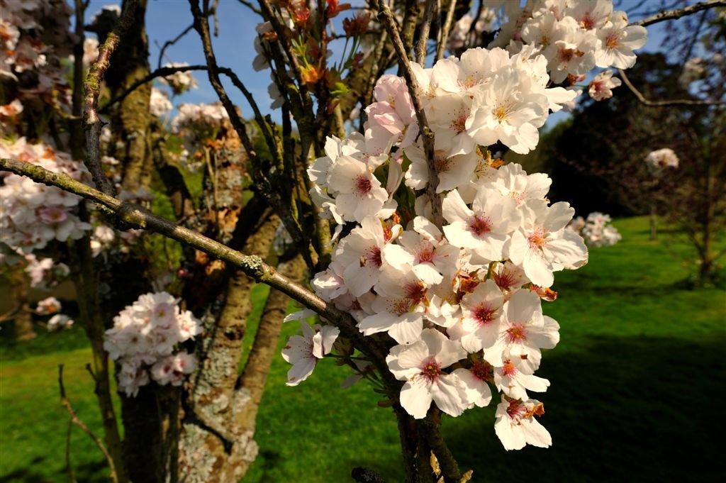 Cherry Blossom ~ Hascombe Village Green ~ Surrey by Nick Weall