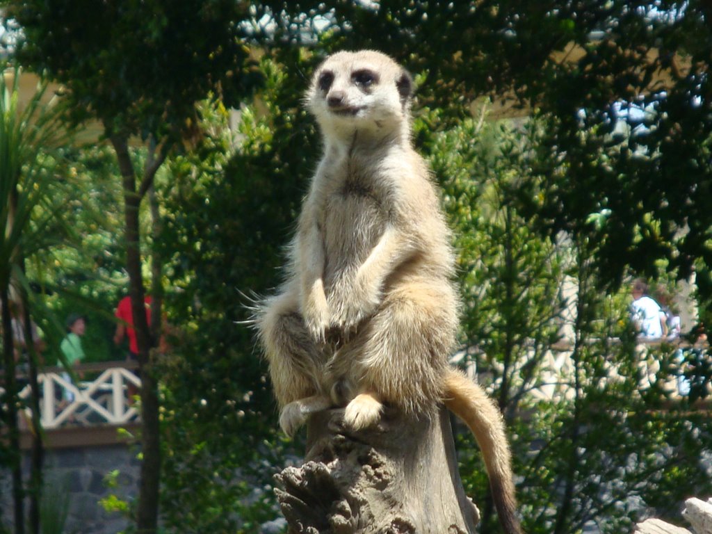 Meerkat - Auckland Zoo by Alex Foreman