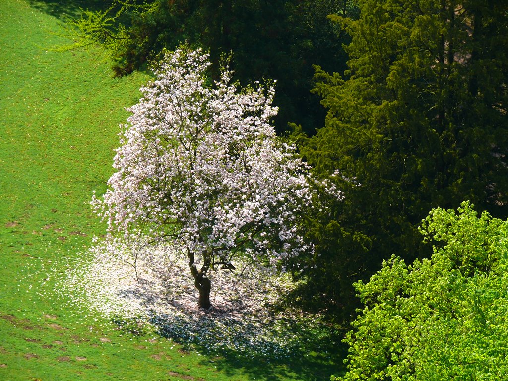 Staatspark Fürstenlager / Bensheim-Auerbach by tws_snoopy