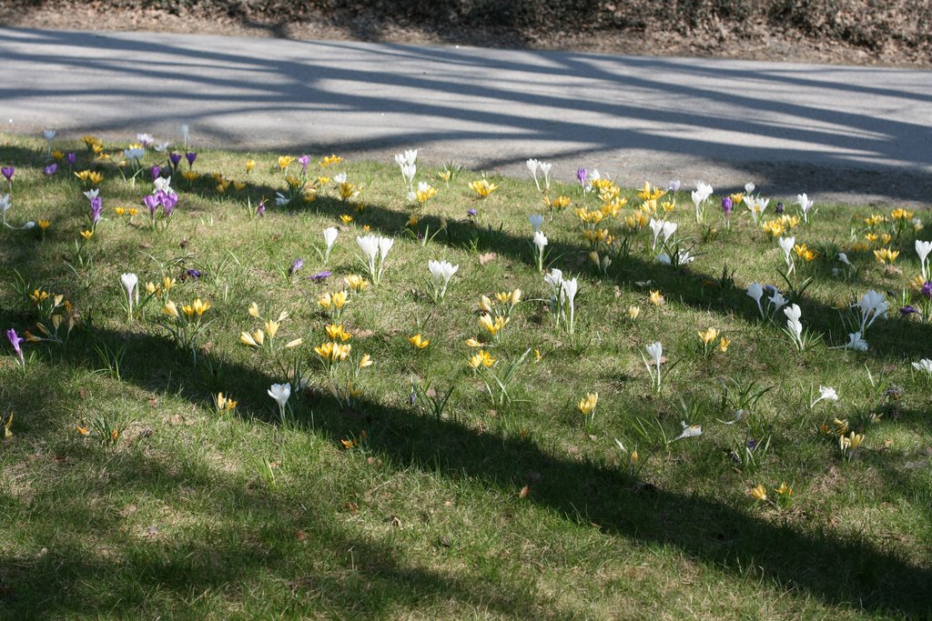 Spring - Crocus by benz1