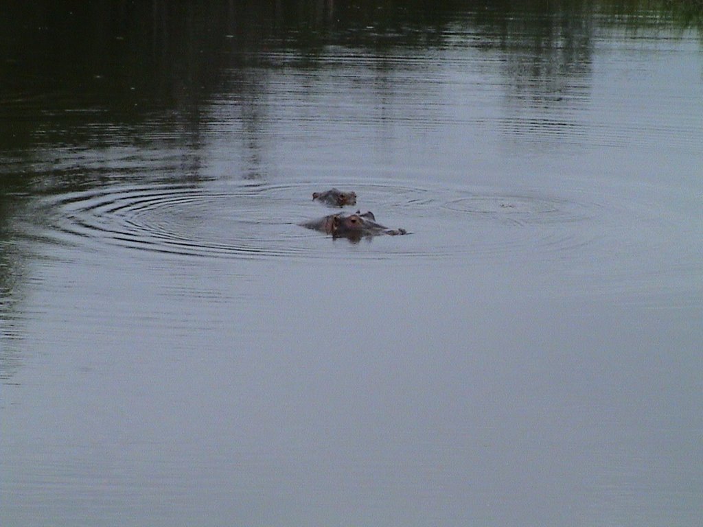 Ippopotamo, Sabi River Sun - Parco Kruger by 2 Giuseppe Caterina