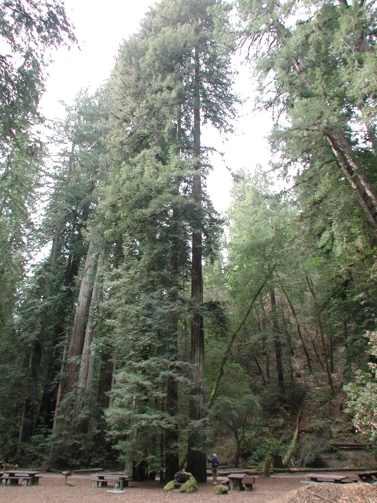 Armstrong Redwoods State Park, CA by James Comperchio