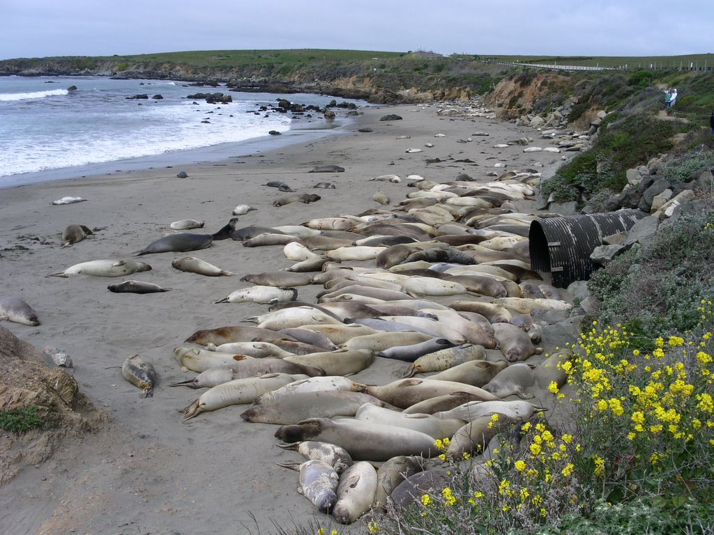 Elephant Seals @ Big Sur, California coast by James Comperchio