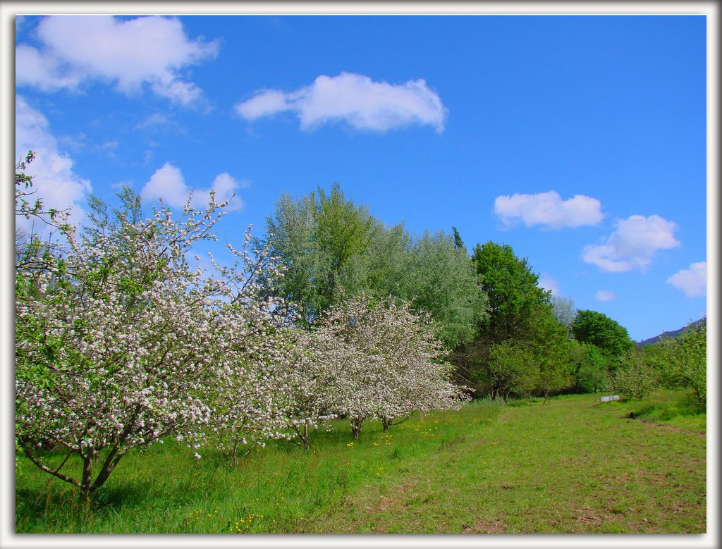 Manzanos en flor; se espera una gran cosecha by magoncan