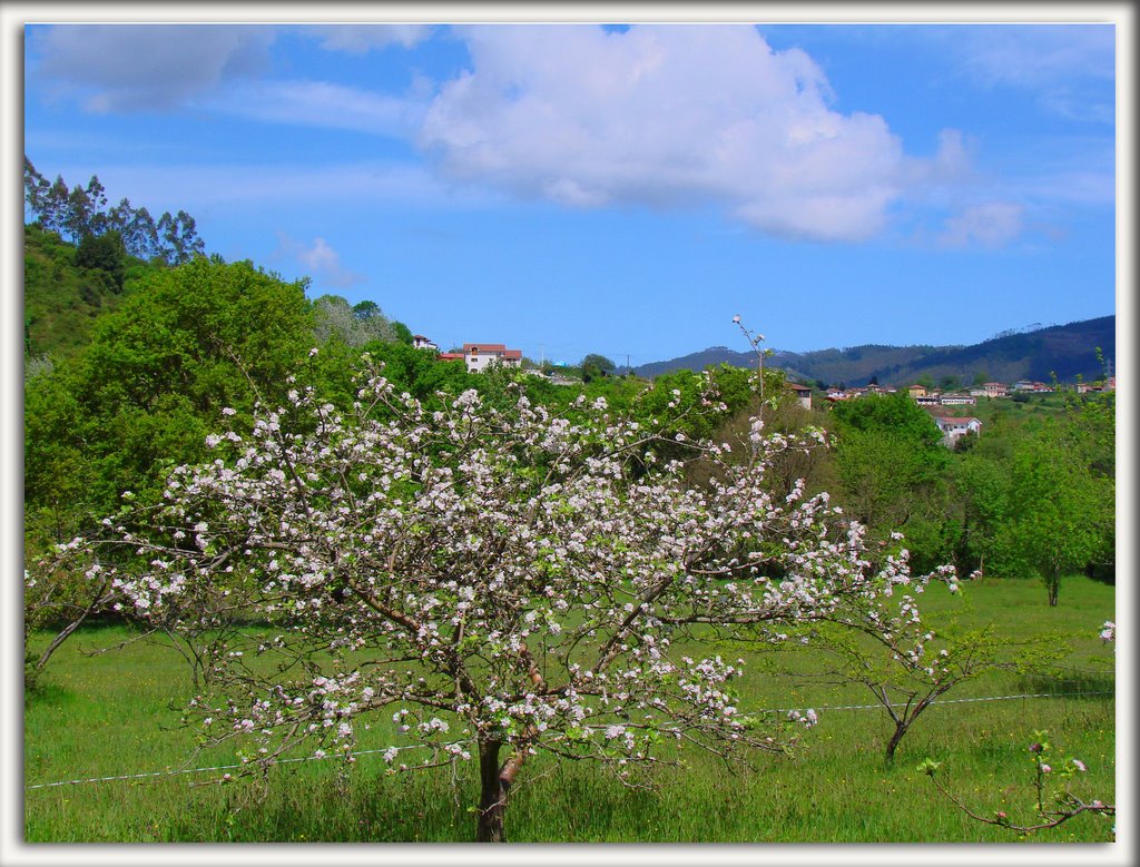 Otro manzano en flor by magoncan