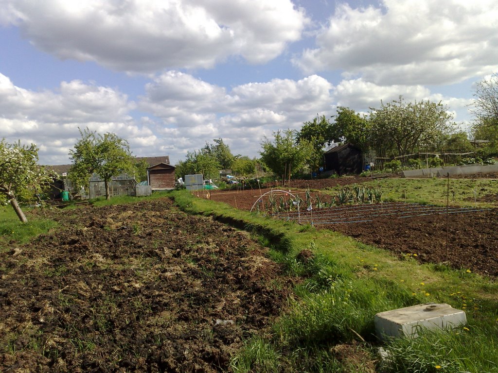 Rosamund Allotments 25 April 2009 Photo Number 11 by mysickbones