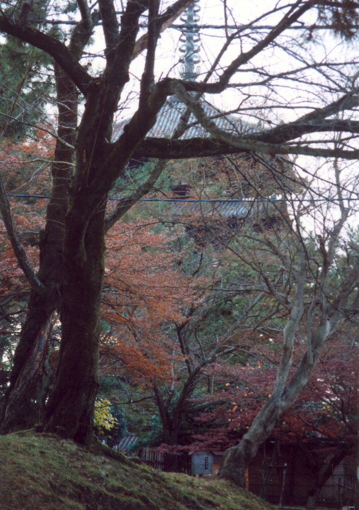 Nara Parque by El Solitario Patagon…