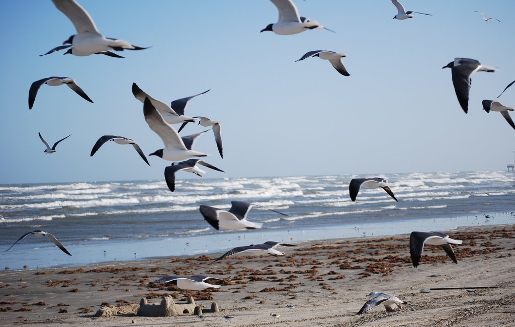 Flock of Seagulls and Sandcastle by Heather38