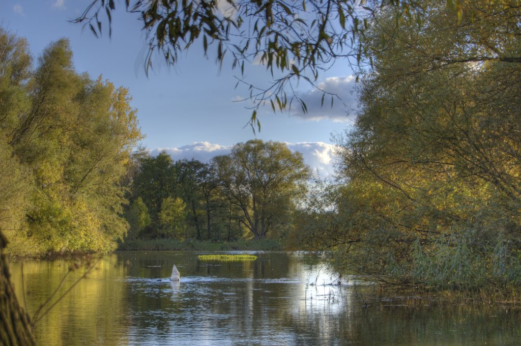 Herbst an der Oker by Juergen Saparautzki