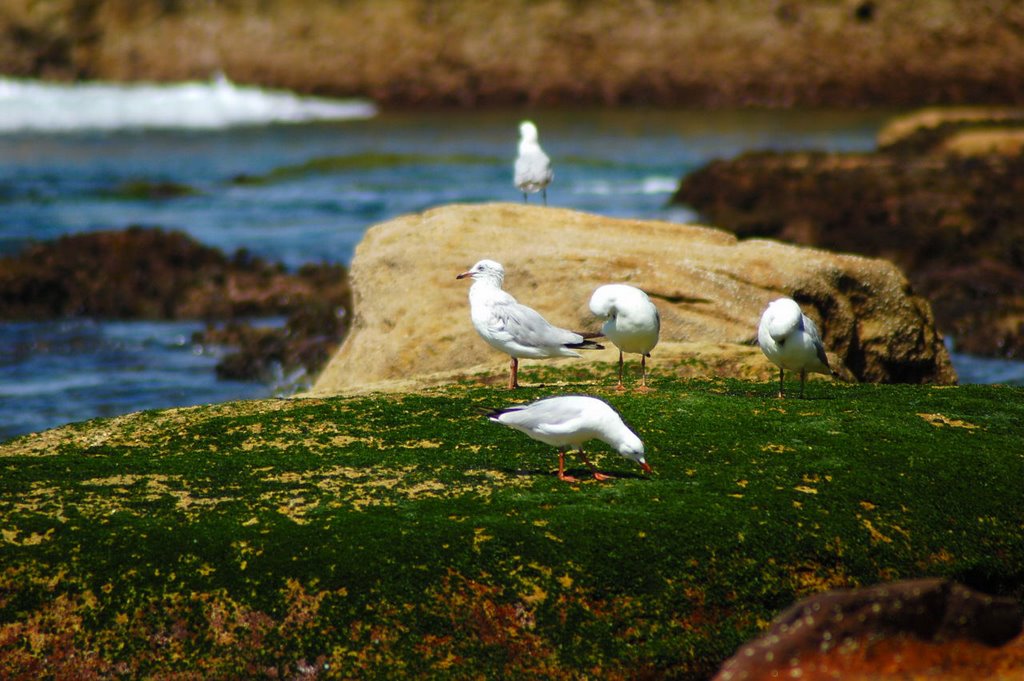 Bondi Beach Gulls by tinab300