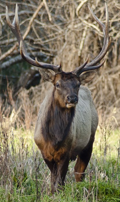 Stacked Roosevelt Elk by Greg Nyquist