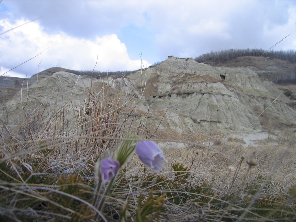 The Desert in Bloom - Spring Crocuses in the Badlands Canyon North of Drumheller AB by David Cure-Hryciuk