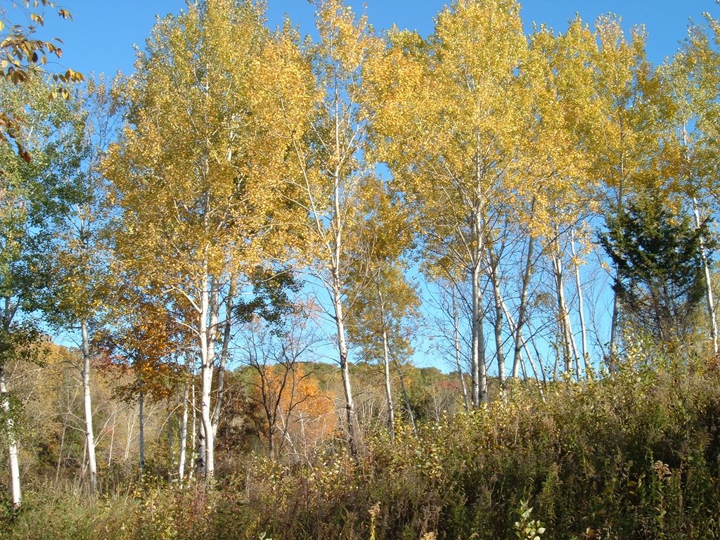 Oct 2005 - Minnetonka, Minnesota. Fall foliage in Lone Lake Park. by BRIAN ZINNEL