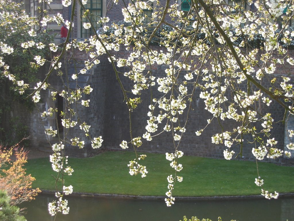 Spring blossom at Eltham Palace by CliveM