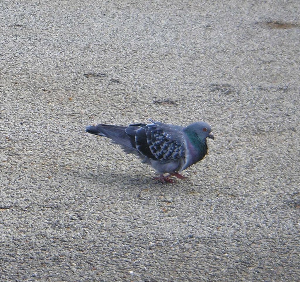 Pigeon by sugarbag1