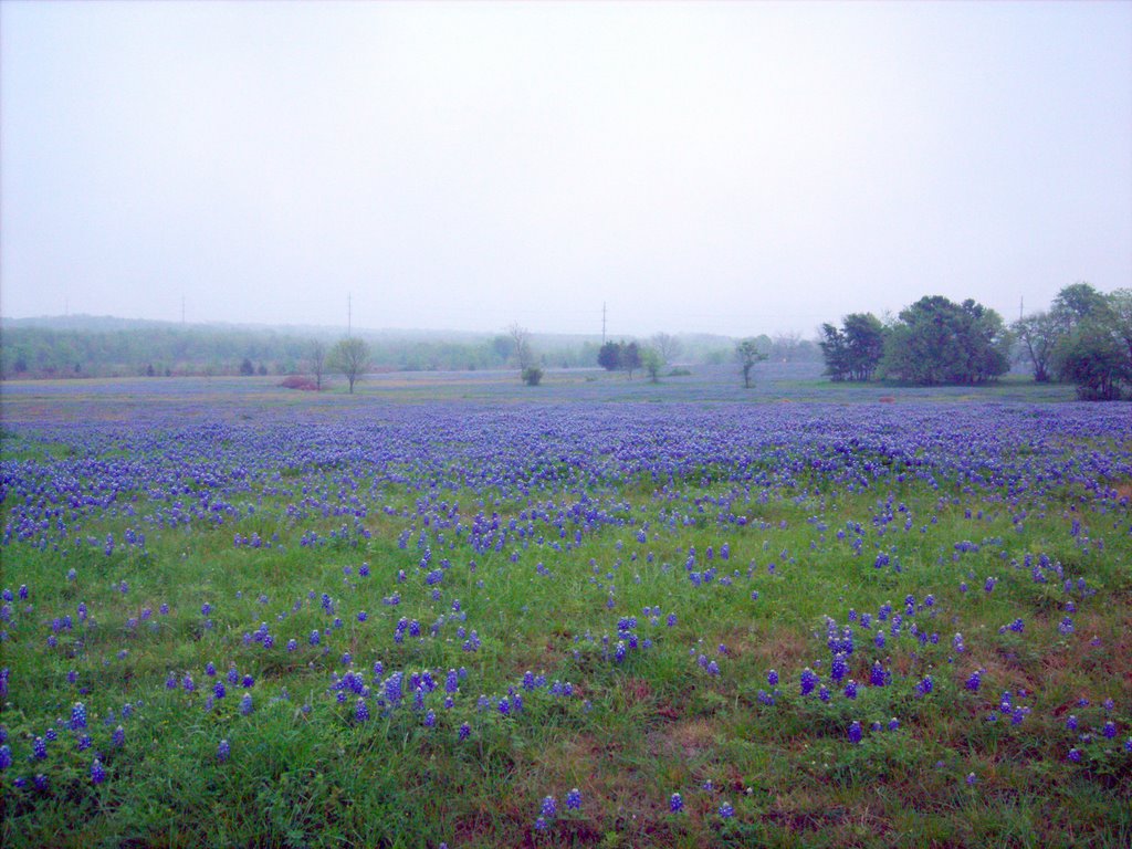 Texas Bluebonnets on the Irvin home place, Klondike, Texas. by J. Rogers