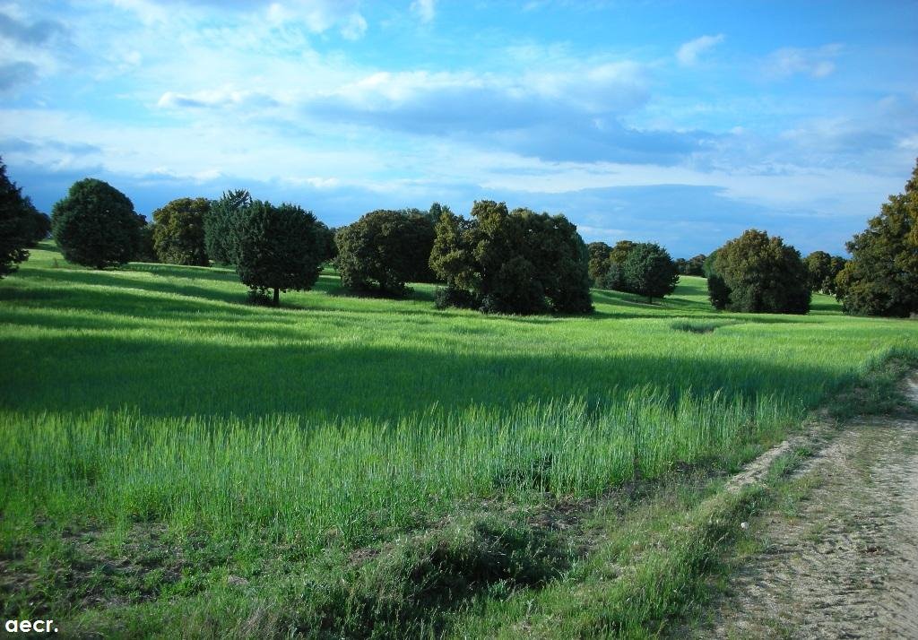 Por el camino de la Resancha hacia Brunete. by angel.ecr