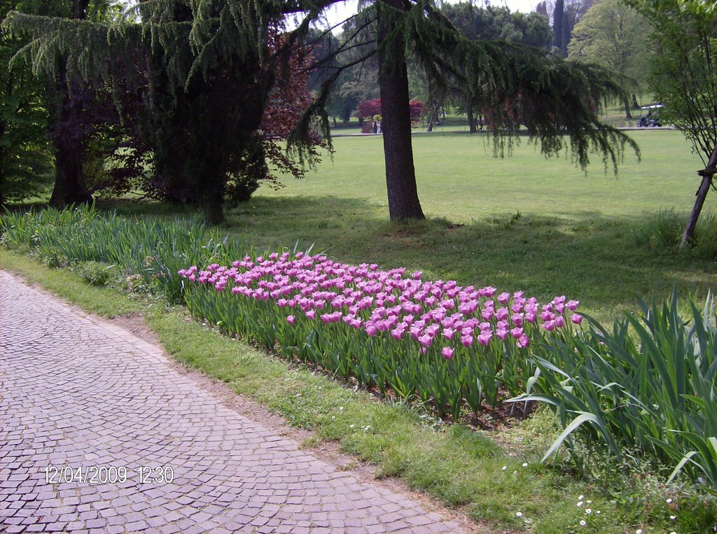 Fiori nel parco by pietraldo