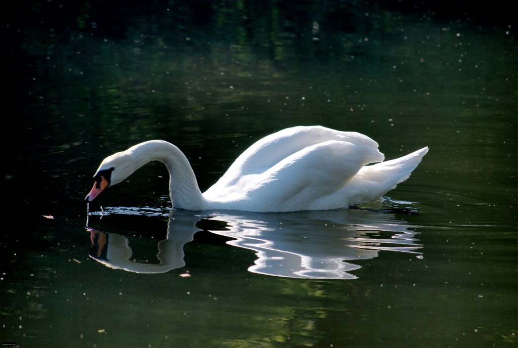 Grand Union swan by Graham Hobbs