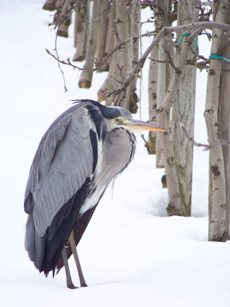 Heron in the winter by Sugar Maple