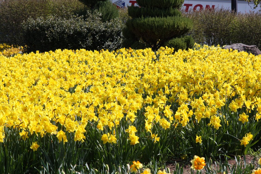 Meriden Daffodil Festival by Olde Eastham