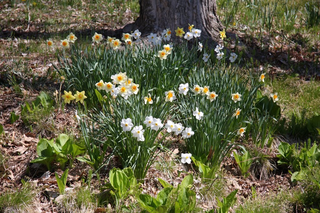 Meriden Daffodil Festival by Olde Eastham