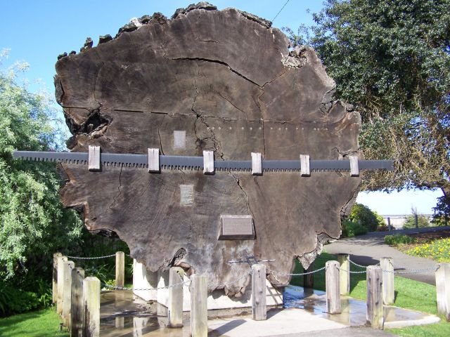 Largest Redwood cut in Mendocino County by Charles A Peavey