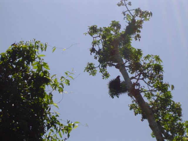 Fisher eagle nest in Pajapan mangrooves by Rafael Galina P