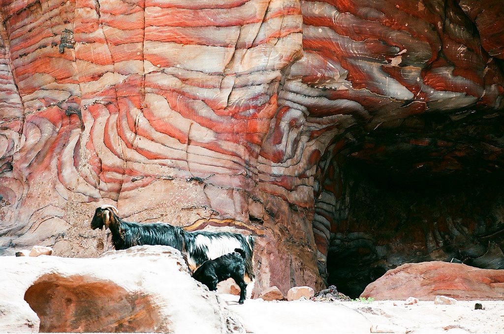 Goats wandering among the caves of Petra, Jordan. by Marcin Klocek (trave…