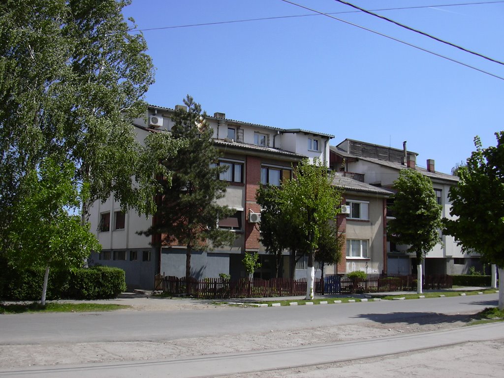 Trees in front of houses, Kotež, Belgrade, Serbia by Srđan Krčmaričić